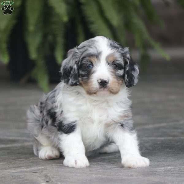 Flame, Cavapoo Puppy